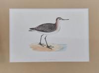 WOOD SANDPIPER