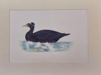 SURF SCOTER