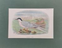 Roseate Tern